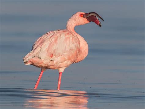 Lesser Flamingo