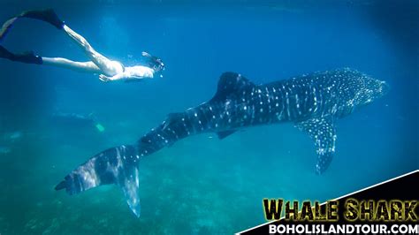 Swim with the Whale Shark - Cebu, Philippines ~ Bohol Island Tour - WoW Bohol Package Tours and ...