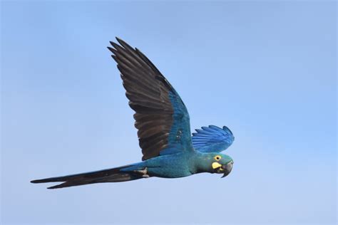 Arara-azul: características, habitat, alimentação - Biologia Net