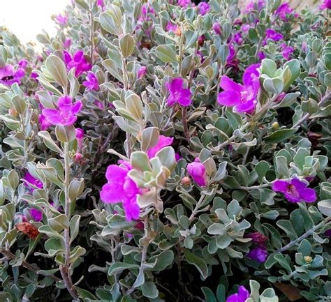 Texas Sage | Shoal Creek Nursery LLC | Austin, TX