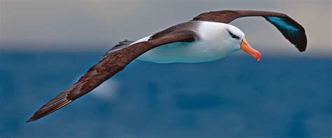 Wandering Albatross - Bird with largest wingspan ~ India GK, Current Affairs 2020