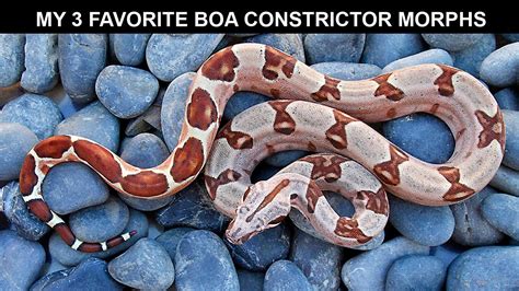 My 3 Favorite Boa Constrictor Morphs - YouTube