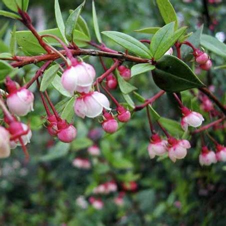 Chilean guava Seeds (Ugni molinae) - Price €3.50