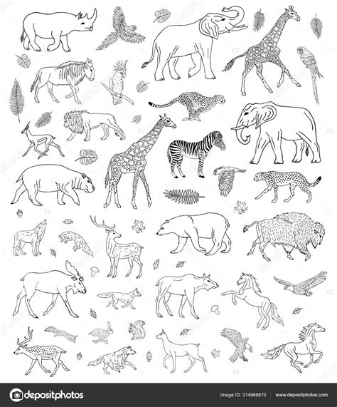 Conjunto Bocetos Dibujados Mano Vectoriales Diferentes Animales Salvajes Aislados Sobre Vector ...