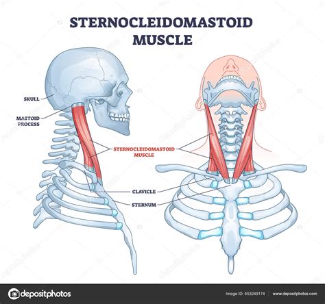 Sternocleidomastoid muscle as human neck muscular system outline ...