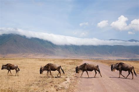 Premium Photo | Wildebeest on ngorongoro conservation area crater tanzania