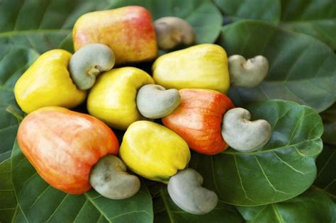 Amazon.com : Cashew Nut Kaju Anacardium Occidentale Cashew Apple Tree Seed 5-20 Healthy Seeds ...