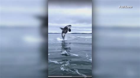 Amazing video of orcas breaching off British Columbia | kgw.com