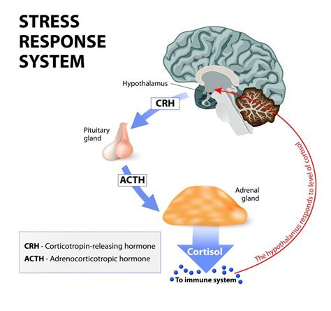 HPA-Axis Dysfunction