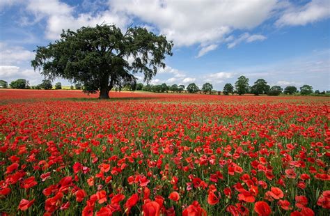 2048x1340 free high resolution wallpaper poppy | Field wallpaper, Poppy field, Poppy wallpaper