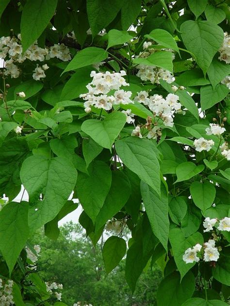 Catalpa speciosa page