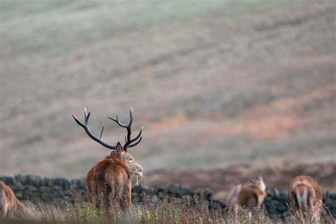 Peak District Wildlife | Peak District Online