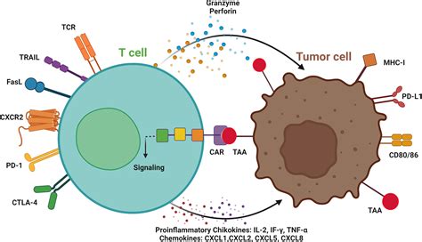 Frontiers | CAR T-Cell-Based gene therapy for cancers: new perspectives, challenges, and ...