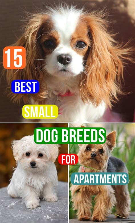 15 Best Small Dog Breeds for Apartments