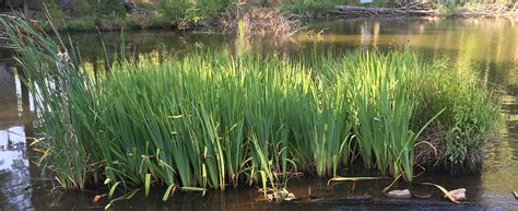 Customized Floating Wetlands | Floating Wetland Solutions