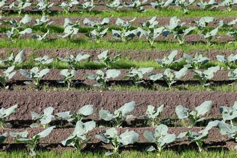 4 Broccoli Plant Growing Stages (All You Need to Know!)