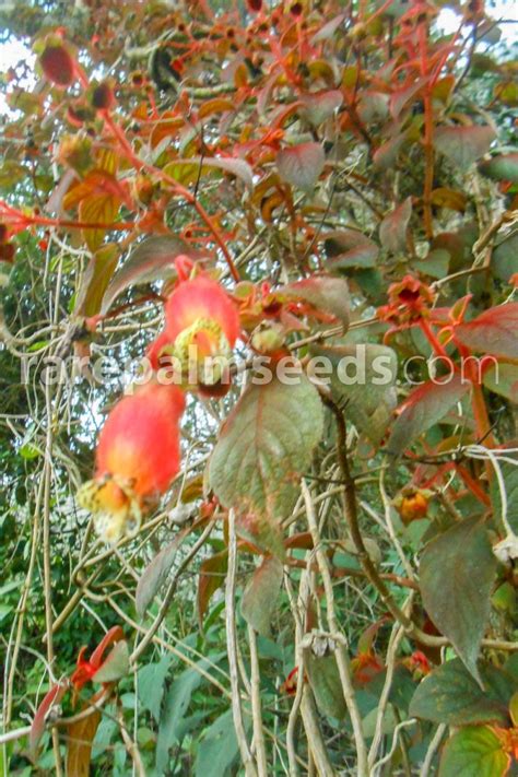 Kohleria affinis – Buy seeds at rarepalmseeds.com