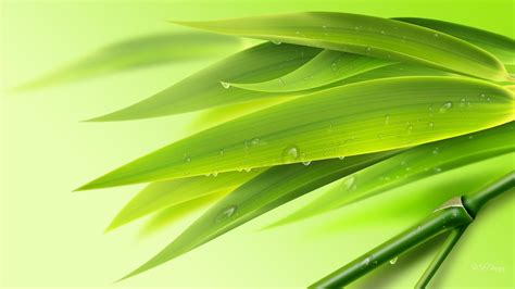 Green Bamboo Wallpaper (63+ pictures) - WallpaperSet