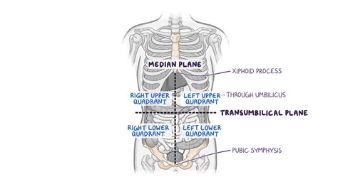 Regions Of The Abdomen Quadrant Parts Of The Abdomen In | My XXX Hot Girl