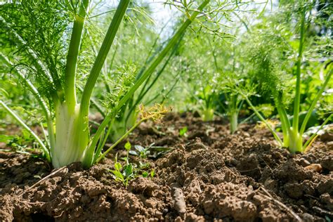 Fennel Plant Not Bulb at Andrea Gaspar blog