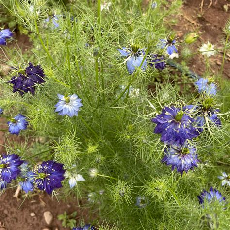 Love in a Mist Organic Seeds – Hudson Valley Seed Company