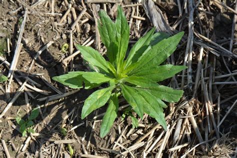 Ohio Noxious Weed Identification – Week 20 Marestail | Knox County Agricultural News