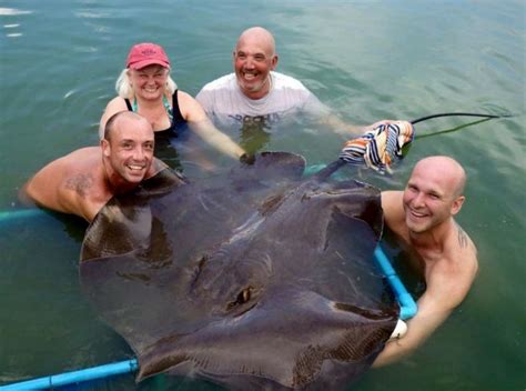 Giant Freshwater Stingray | Gillhams Fishing Resorts