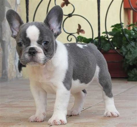 The 25+ best White french bulldog puppies ideas on Pinterest | French bulldog pups, White french ...