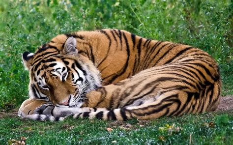 Free photo: Sleeping Tiger - Africa, Resting, Wild - Free Download - Jooinn