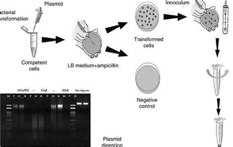 Diagram showing bacterial transformation, isolation, plasmid digestion ...