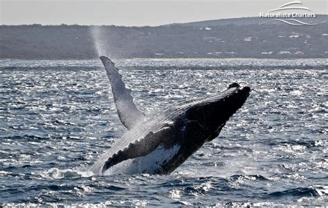 Sunsets and whale watching… no better combo! - Naturaliste Charters