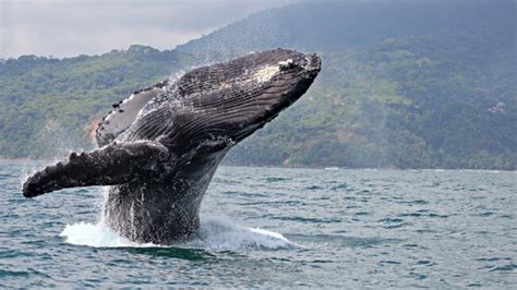 What is a Baleen Whale? - Wildfoot Travel Journal