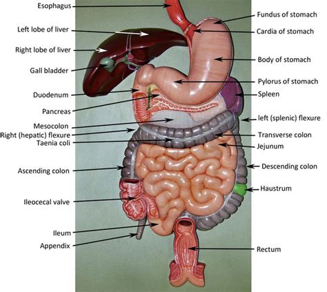 Digestive system model, Digestive system anatomy, Human digestive system