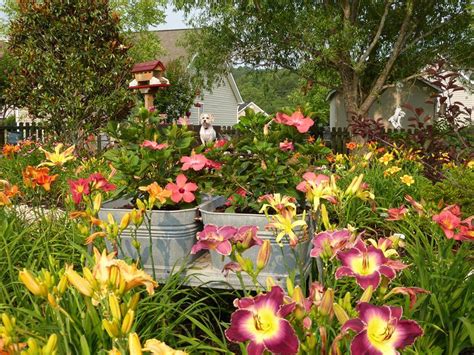 Lewis Daylily Garden: Beautiful Daylily Garden photos