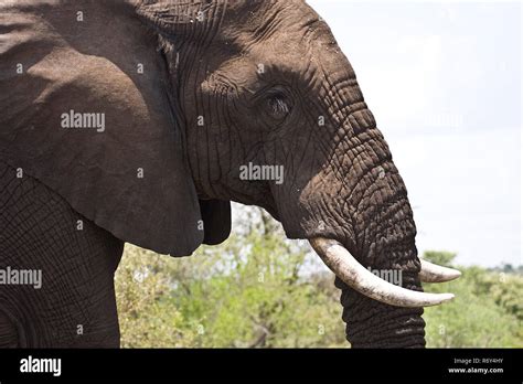 african bush elephant head side view, Kruger, South Africa Stock Photo ...