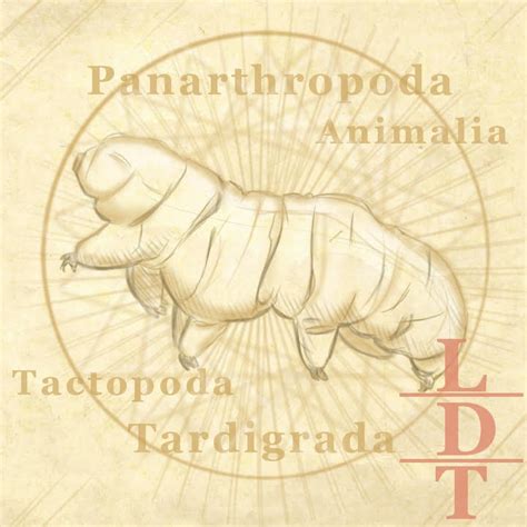 Tardigrades Facts | Habitat, Lifespan, Diet, & Living in Space