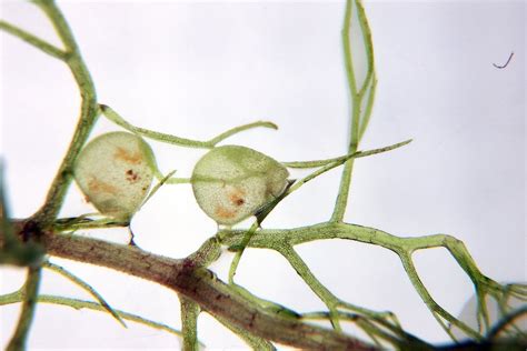 Carnivorous Plants Bladderwort