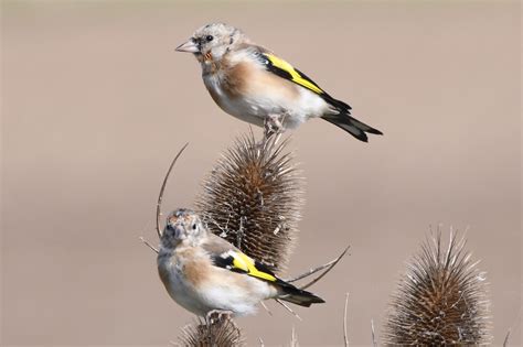 Frampton Marsh RSPB Reserve 12th September 2020