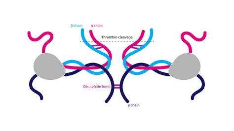 Fibrinogen Deficiency | Medthority.com