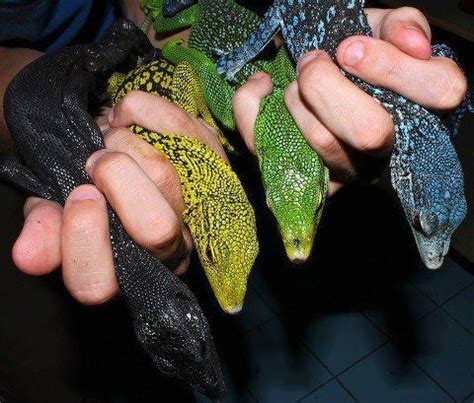 Four species of Tree monitor, named by color (black, yellow, green, and blue). | Monitor lizard ...