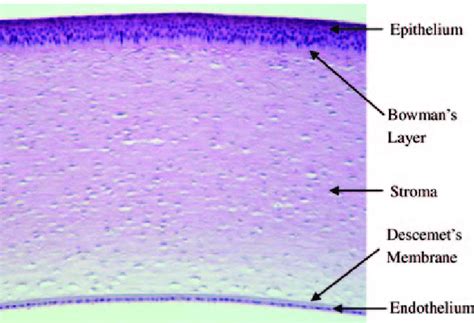 Cornea Histology