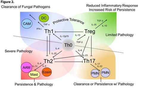 Th polarization in antifungal host defenses. The outcome of Th1, Th2,... | Download Scientific ...