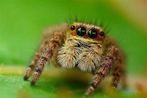 After sex, female jumping spiders get shy - UPI.com