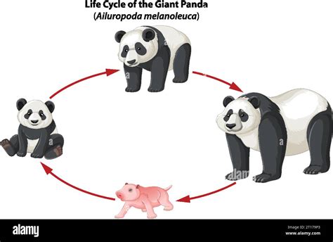 Learn about the life cycle of pandas through a biology study infographic Stock Vector Image ...