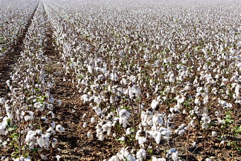 Cotton Plantation