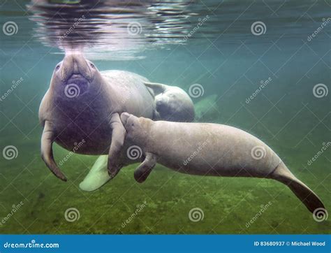 Manatee Mother Nursing Baby Stock Image - Image of swimming, mother ...