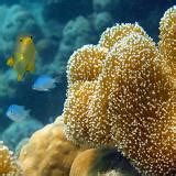 Free Stock image of Coral growing on an underwater reef | ScienceStockPhotos.com