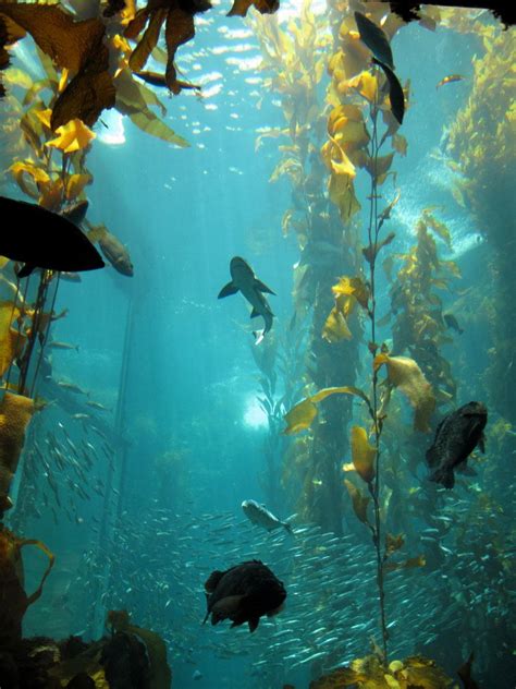 Ocean habitat, Kelp forest, Underwater sea