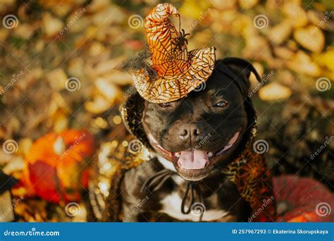 Staffordshire Bull Terrier Black Dog in a Halloween Costume Sits on ...