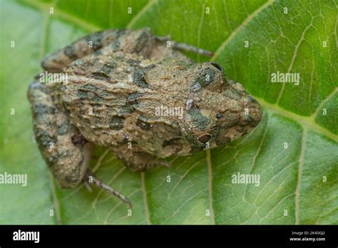 frog reproduction cycle Stock Photo - Alamy